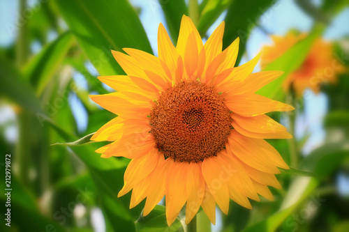 Beautiful sunflower closeup