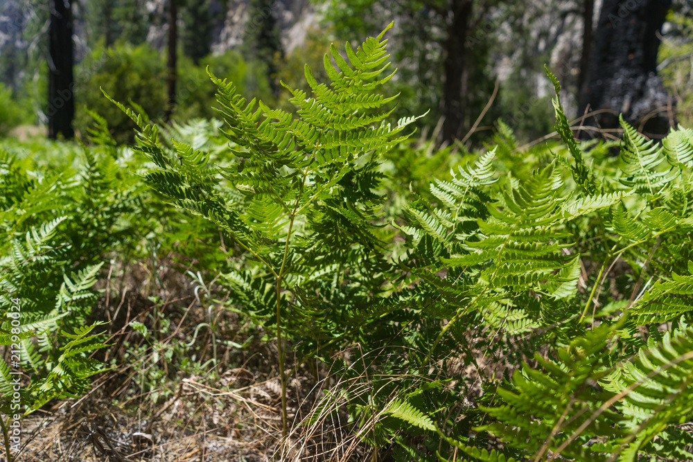 Naklejka premium Green bushes
