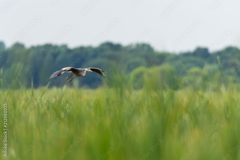 Blue heron in flight above grass