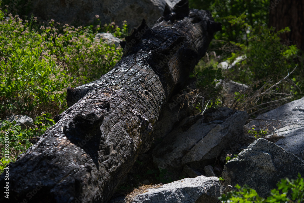 Rotting Log Rotting Log