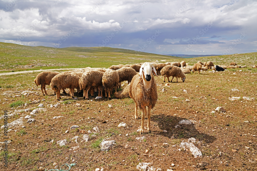 Fototapeta premium White headed sheep looking curiously to the camera and large number sheep on meadow in background