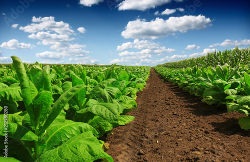 Tobacco big leaf crops growing in tobacco plantation field