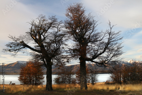 Fall trees with lake and blue sky