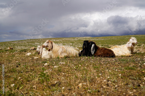  Big eared goats lying on posture