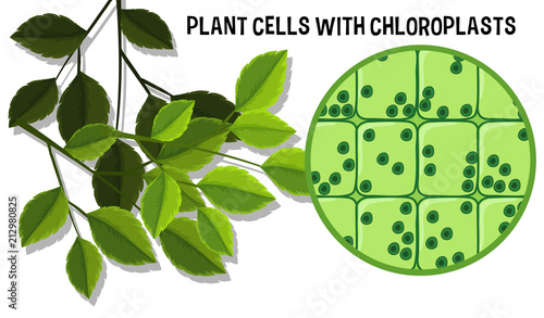 Plant Cells With Choloroplasts