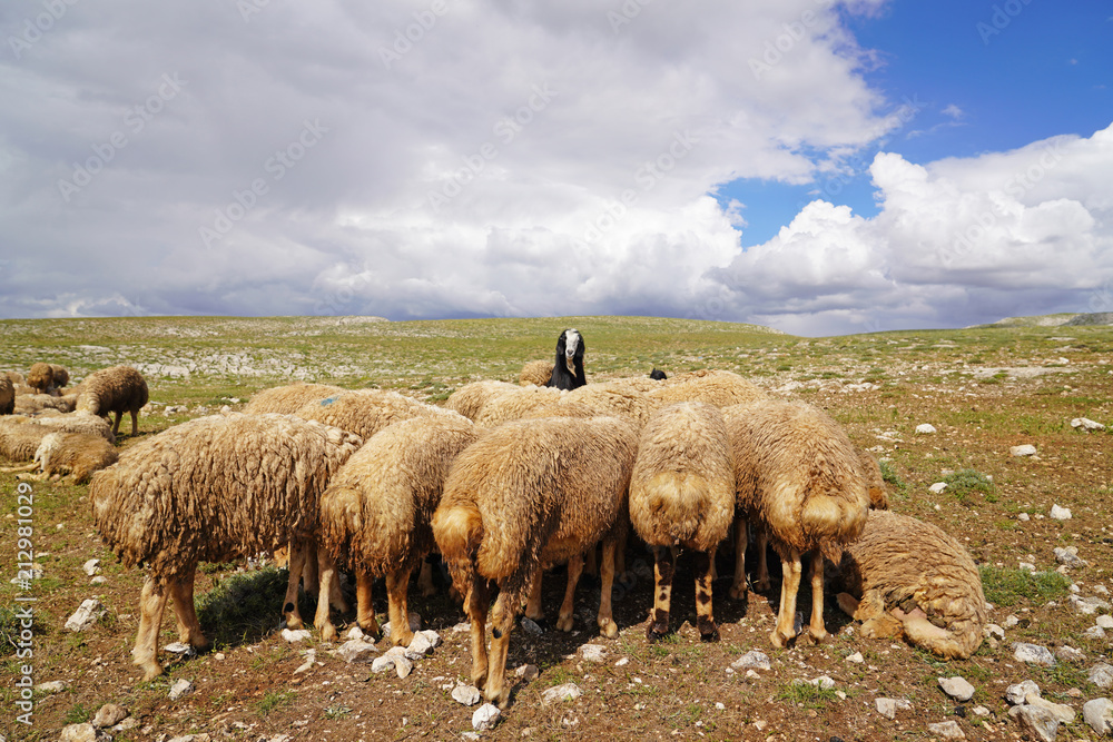 Fototapeta premium Large number sheep are resting on the meadow and one black goat which is among them looking to the camera, selective focus