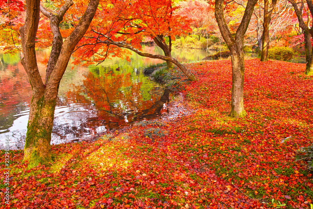 散り紅葉と池
