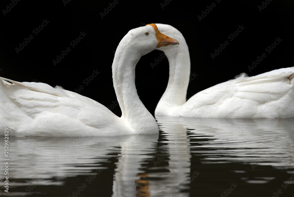 Fototapeta premium Swans
