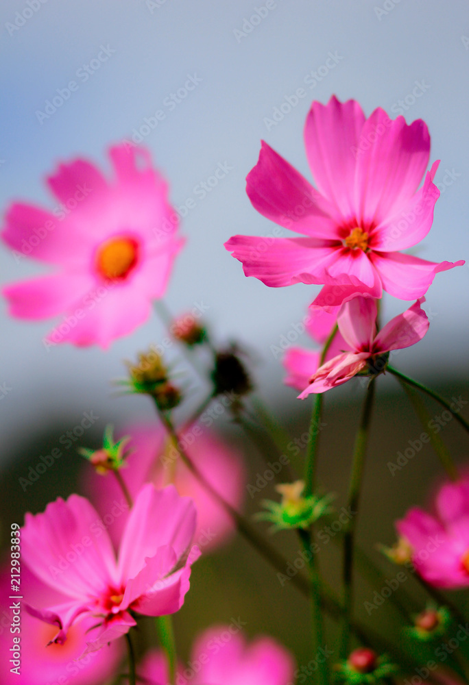 Cosmos is a colorful flower. Can be planted for decoration. Cosmos is a colorful flower. Can be planted for decoration.