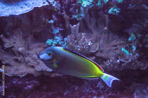 Powder brown surgeonfish Acanthurus japonicas photo