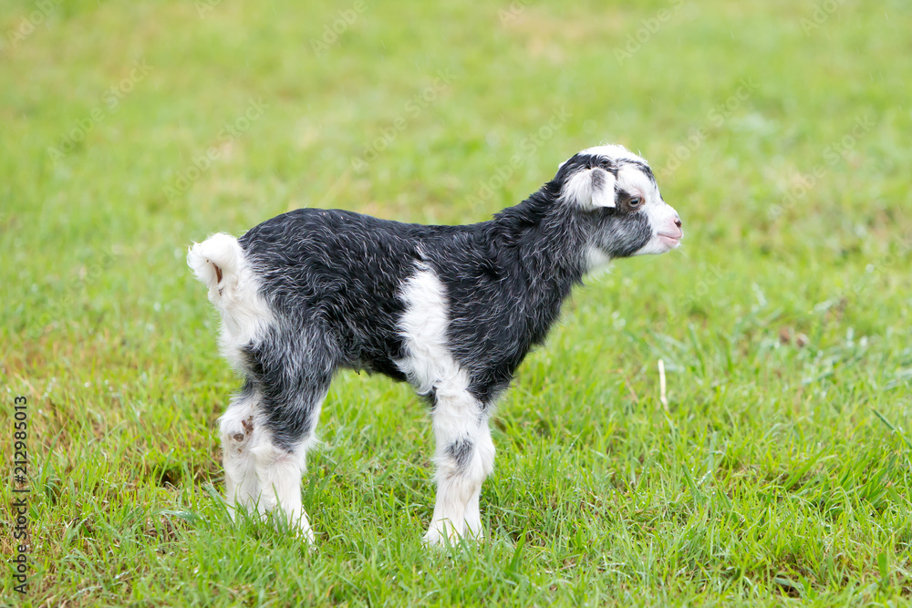 Grey and white baby kid goat in grassy paddock
