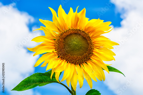 Healthy eating concept with sunflower over blue sky