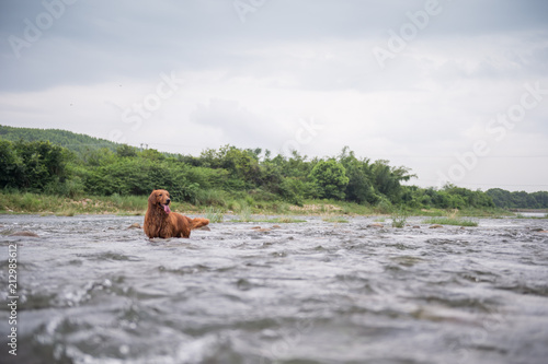 Golden retriever playing in the water © chendongshan