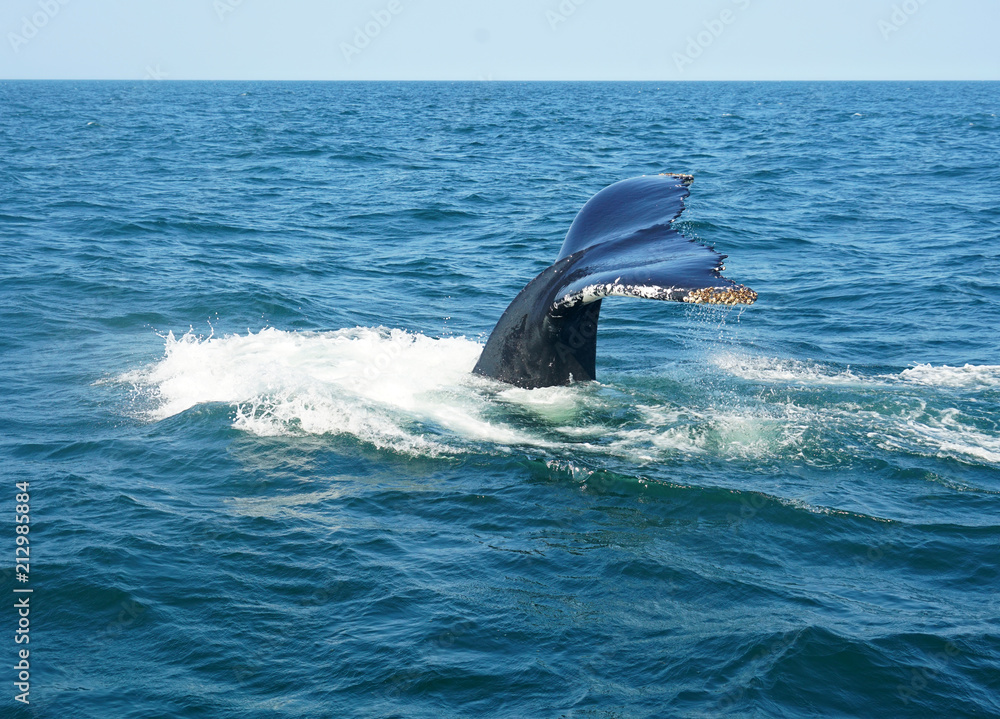 Fototapeta premium tail of humpback whale in the ocean during whale watch trip