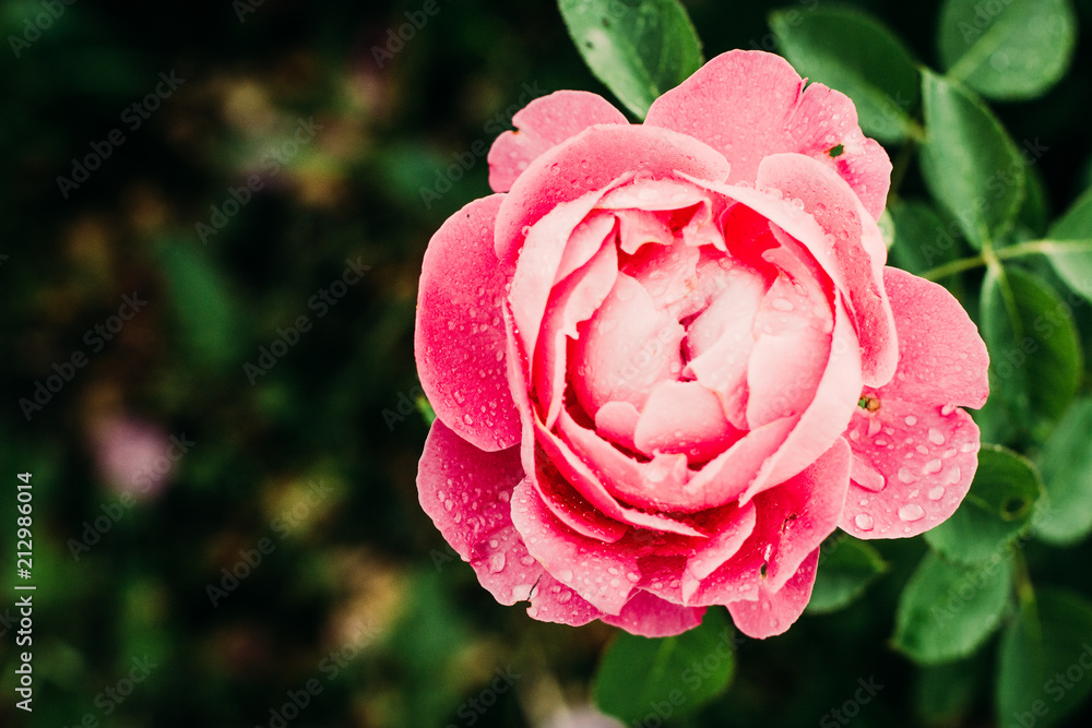 Fototapeta premium Różowa Róża Kwiaty Piękne