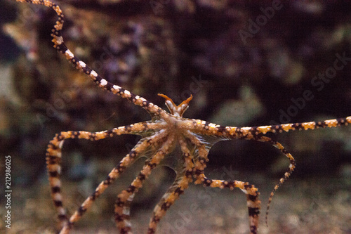 Wunderpus octopus Wunderpus photogenicus photo