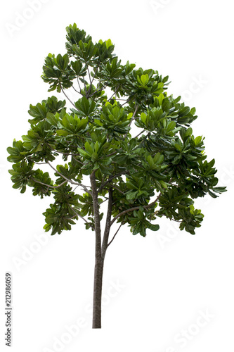 Beautiful green trees isolated on white background with a high resolution suitable for graphic. with clipping path