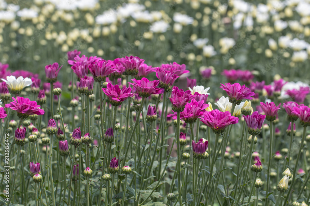 Fototapeta premium Pink Chrysanthemum in the garden are beautiful.