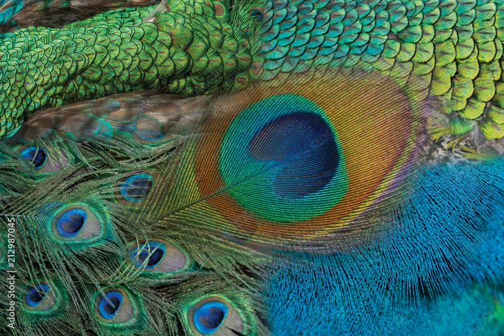 Fototapeta premium Beautiful Peacock feathers for background (Indian peafowl)