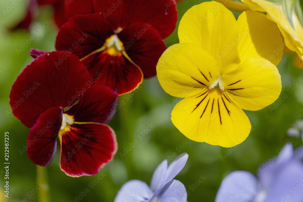 Red and Yellow Flower Red and Yellow Flower