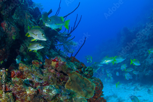 A school of jacks are going about their business on the tropical reef of Grand Cayman. These fish like to live in a specific area and are a valuable part of the natural food chain