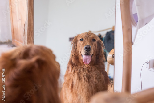 Photography Golden Retriever in the mirror