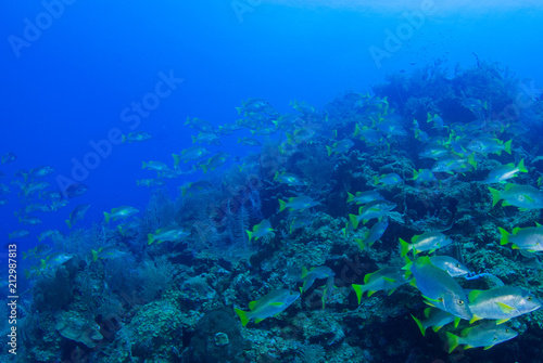 A school of jacks are going about their business on the tropical reef of Grand Cayman. These fish like to live in a specific area and are a valuable part of the natural food chain