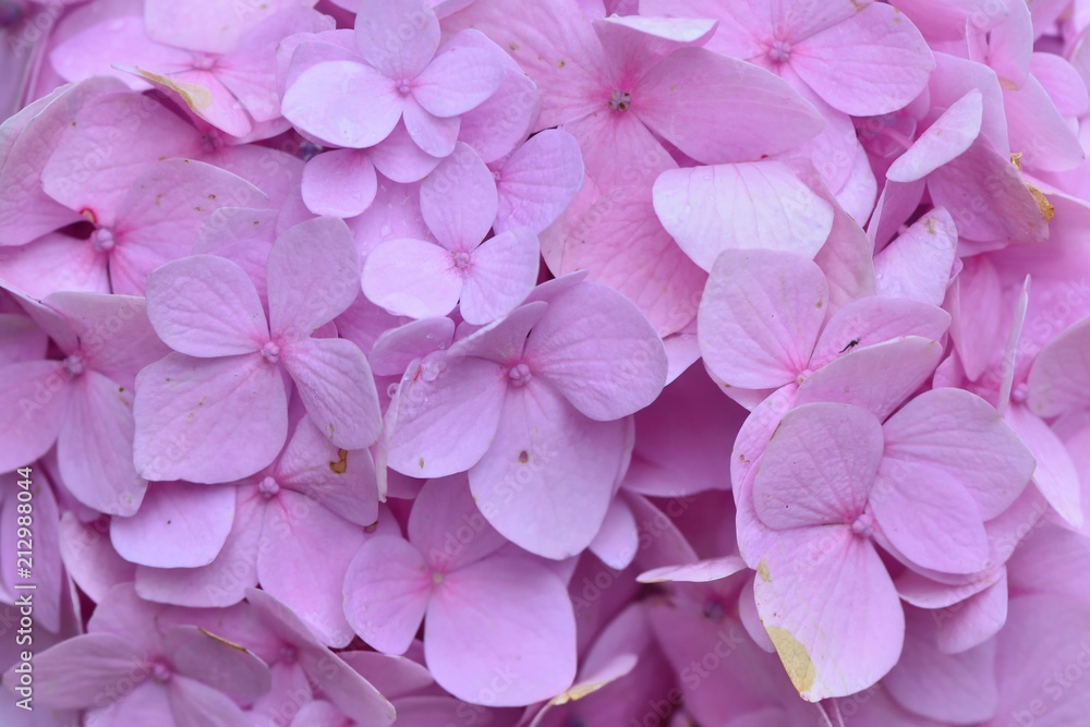 Hydrangea blooms on the background of the summer, in Taiwan. Hydrangea blooms on the background of the summer, in Taiwan.