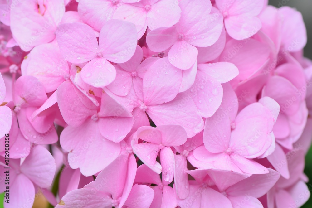Fototapeta premium Hydrangea blooms on the background of the summer, in Taiwan.