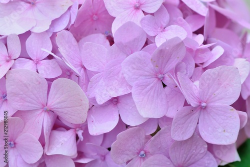 Hydrangea blooms on the background of the summer, in Taiwan. © chienmuhou