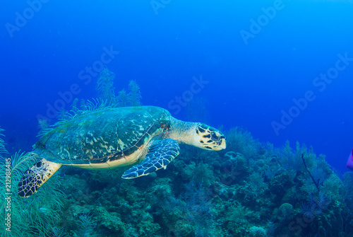 Fototapeta Naklejka Na Ścianę i Meble -  A hawksbill turtle set against the background of a tropical coral reef. The photo was taken in Grand Cayman in the Caribbean