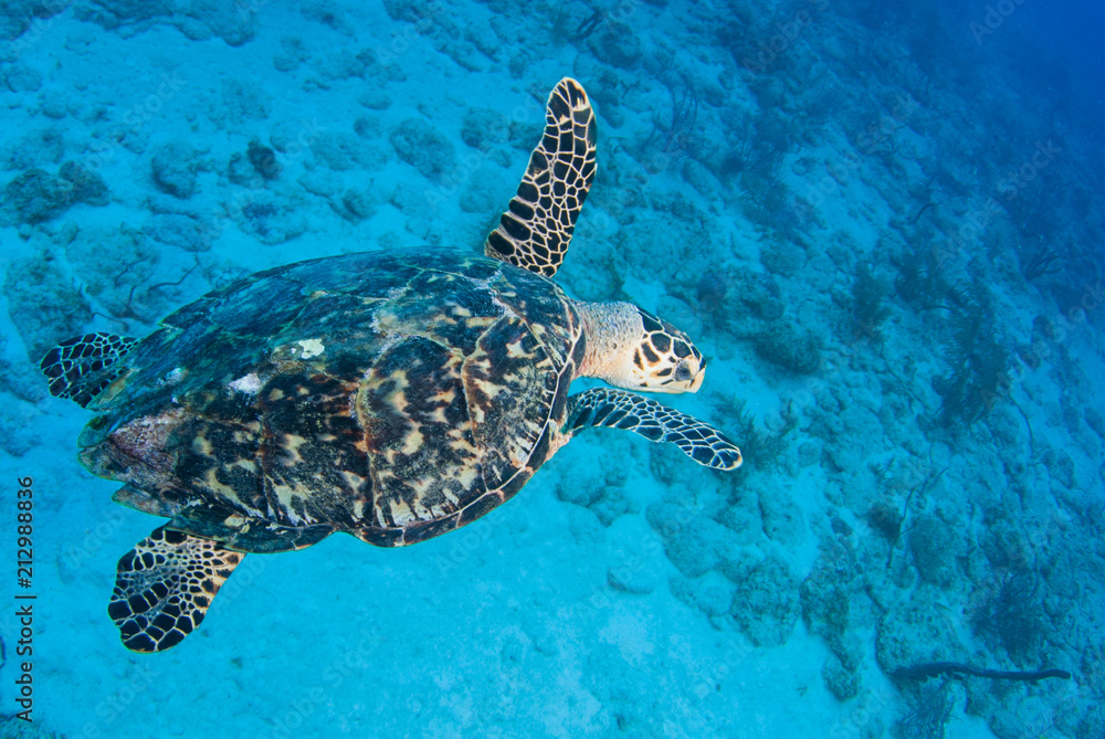 Obraz premium A hawksbill turtle set against the background of a tropical coral reef. The photo was taken in Grand Cayman in the Caribbean