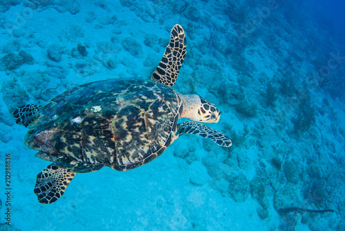 A hawksbill turtle set against the background of a tropical coral reef. The photo was taken in Grand Cayman in the Caribbean