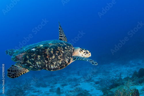 A hawksbill turtle set against the background of a tropical coral reef. The photo was taken in Grand Cayman in the Caribbean © drew
