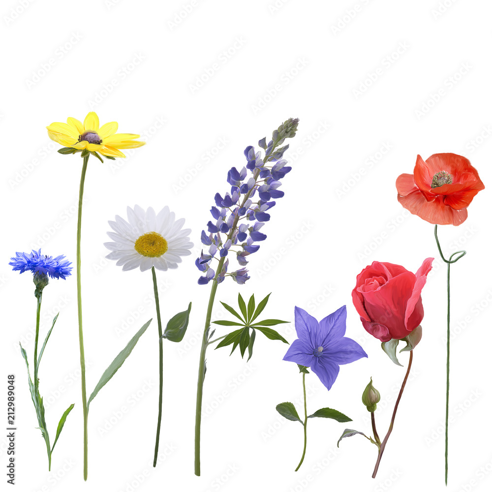 Flowers on white background Flowers on white background