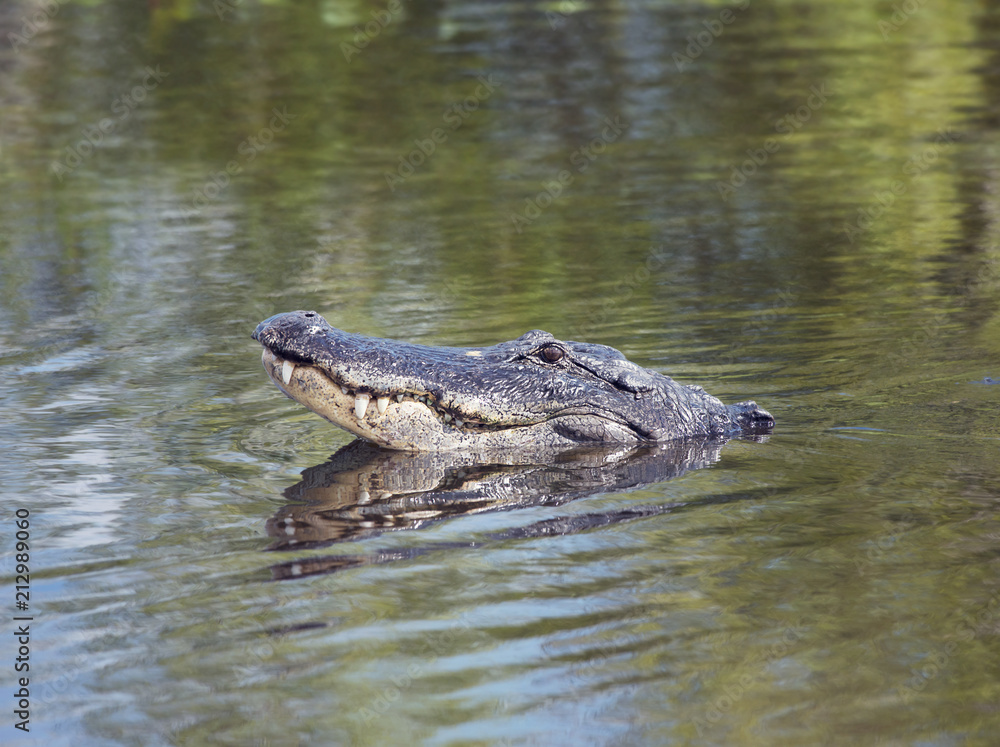 American alligator looking out of water American alligator looking out of water