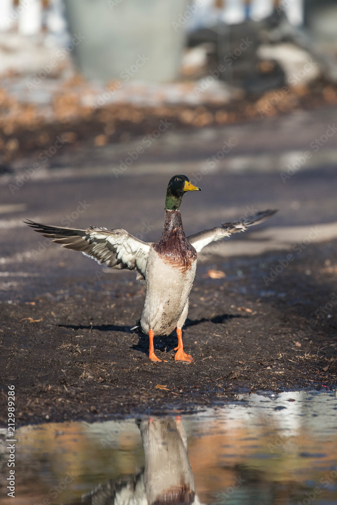 Obraz premium Mallard with Wings Open