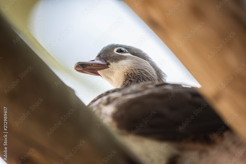 Fototapeta premium Mallard