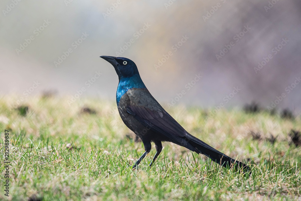 Grackle Grackle