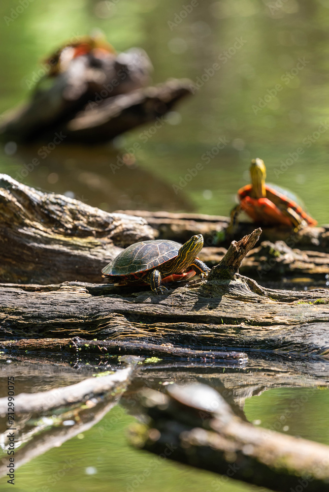 Obraz premium Painted Turtles on Log
