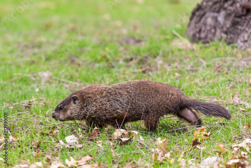 Woodchuck 