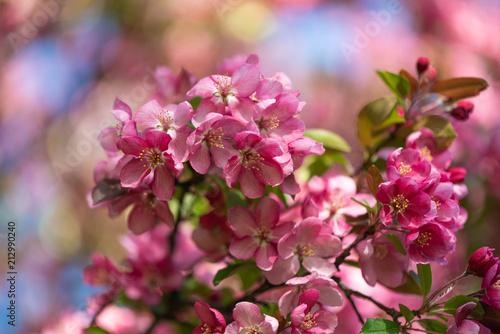 Pink Tree Flowers