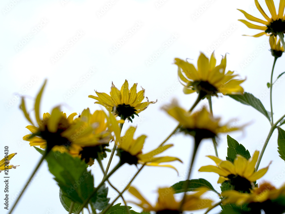 夏空の黄色い花　ルドベキア