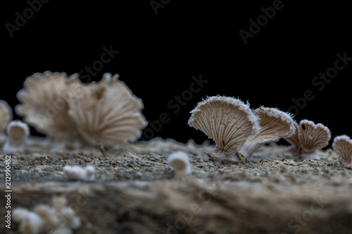Close-up fungus growing ,Mushroom on a wood dark background with copy space