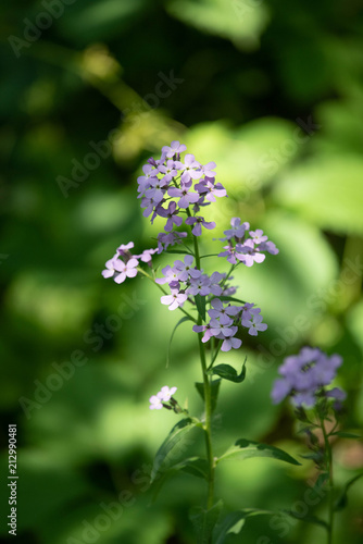 Wallpaper Mural Flowers Torontodigital.ca