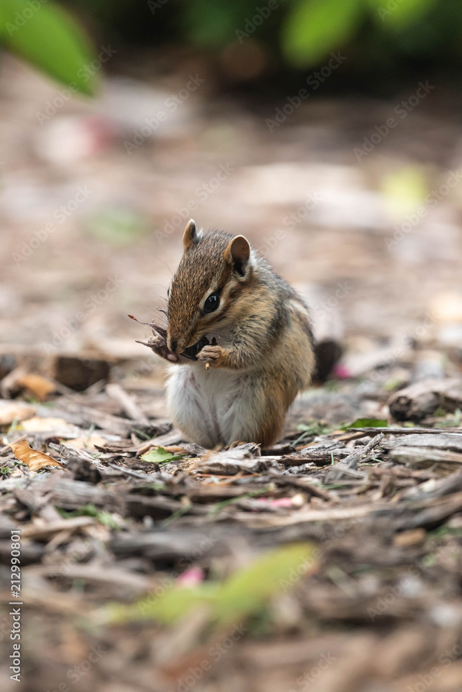 Chipmunk Eating Chipmunk Eating