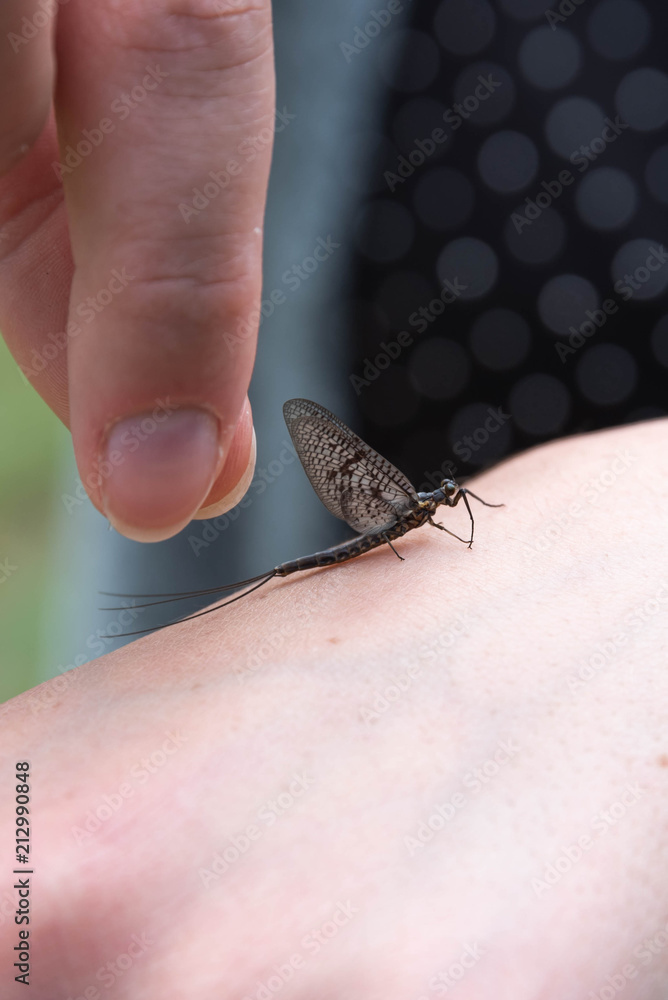 Fototapeta premium Insect on Hand