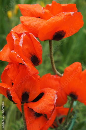 Fototapeta Naklejka Na Ścianę i Meble -  Papaver orientale or oriental poppy red with black flowers vertical