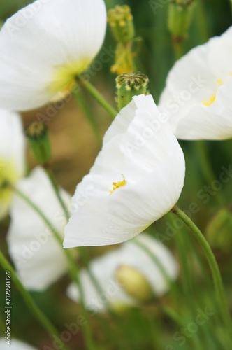 Fototapeta Naklejka Na Ścianę i Meble -  Papaver nudicaule or iceland poppy white flowers soft focus