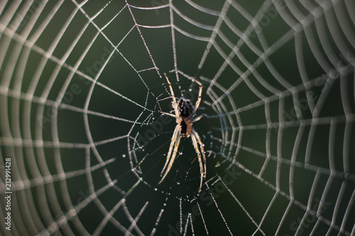 spider web with morning dew-drop spider